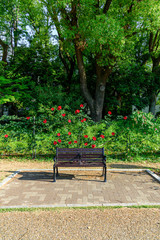 赤いバラと、ベンチのある昼の公園風景