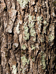 Background from oak bark with moss. Tuapse, Black Sea, Caucasus