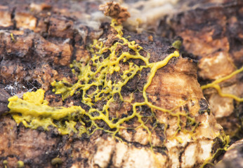 Myxomycetes are living beings that in their second stage of life consist of a mucilaginous fungus or slime moulds with the appearance of colored mucus called plasmodium