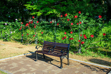 赤いバラと、ベンチのある昼の公園風景