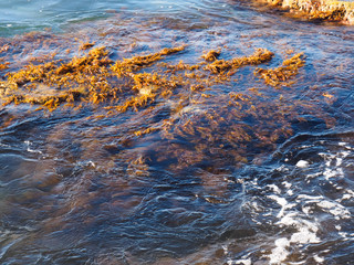 Yellow and red algae on the sea waves. Tuapse, Black Sea, Caucasus