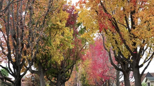 4K HD Video of Liquid Amber, or American sweet gum trees in Autumn lining a quiet residential street wind blowing leaves raining leaves view of tree tops