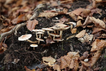 Si definiscono saprofiti tutti quei funghi che degradano sostanze non viventi di origine animale o vegetale in composti meno complessi.