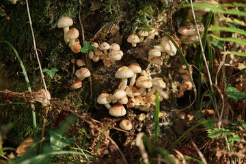 A seconda delle loro esigenze nutritive i funghi si dividono in saprofiti, parassiti e simbionti o mutualistici.