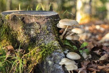 Tutti i funghi sono eterotrofi, cio&egrave; ricavano le sostanze nutritive dall'ambiente esterno