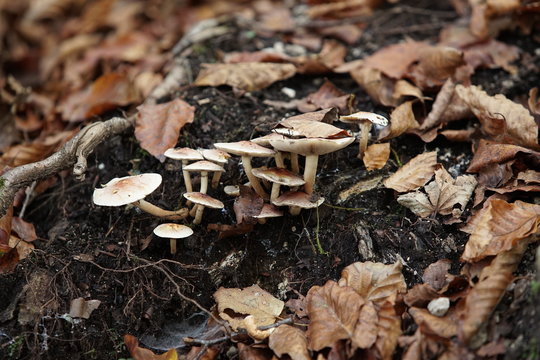 Si definiscono saprofiti tutti quei funghi che degradano sostanze non viventi di origine animale o vegetale in composti meno complessi.