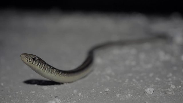 Eastern Glass Lizard (Ophisaurus ventralis)