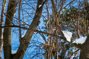 a jay sits on a tree in autumn