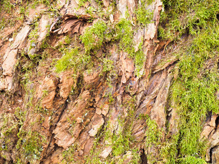Background from oak bark with moss. Tuapse, Black Sea, Caucasus