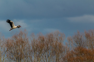 stork in the wetland of Salburua, Vitoria, Basque Country