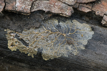 Myxomycetes are living beings that in their second stage of life consist of a mucilaginous fungus...