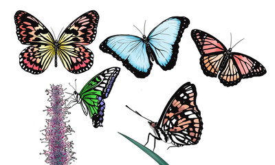 set of butterflies isolated on white background