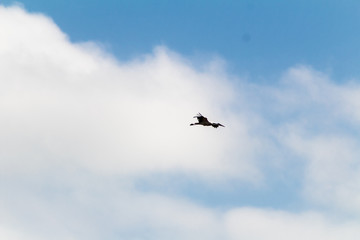 stork in the wetland of Salburua, Vitoria, Basque Country