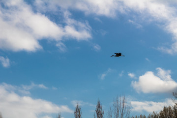 stork in the wetland of Salburua, Vitoria, Basque Country
