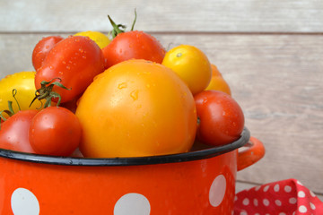 Pan with fresh red, orange and yellow organic tomatoes with drops of water, close up image