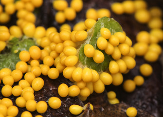 Leucarpus fragilis Eggshell Insect-egg or Fragile Yellow Slime Mold is a Protist kingdom organism a very common myxomycete in the bush when the environment is humid and temperate