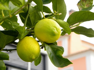 two lemons on a branch