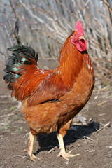 Rooster