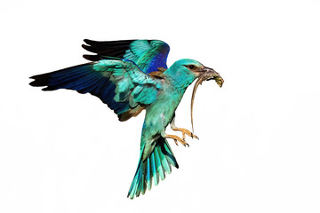 European roller bird, coracias garrulus, flying and hunting isolated on white background. Wild animal holding a killed lizard hovering midair cut out on blank.