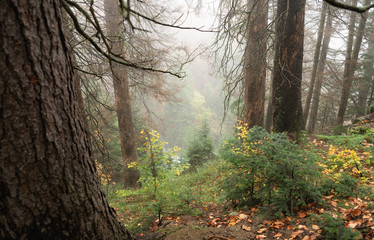 A lake among mountains and forests. Russia