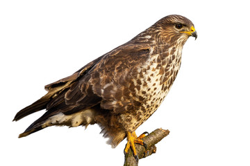 Common buzzard, buteo buteo, sitting perched isolated on white background. Bird of prey with feathers looking intensely. Animal wildlife cut out on blank.