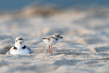 A hatchling Piping Plover and its mother on the beach. © RGL Photography