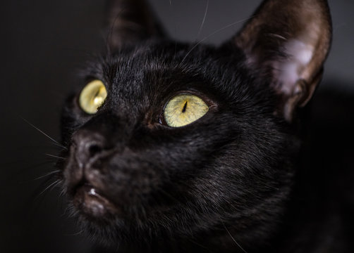 Cute black cat face close-up picture
