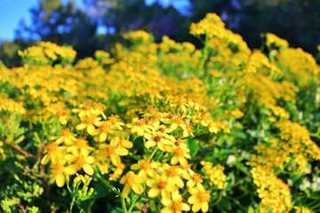 field of yellow flowers