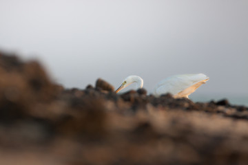 Heron in Egypt Marsa Alam.