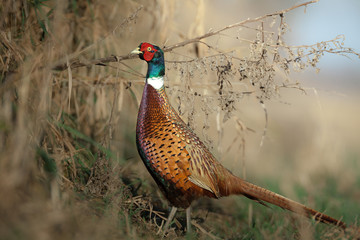 Pheasant in Czech republic.