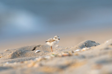 A lone hatchling Piping Plover on the beach.