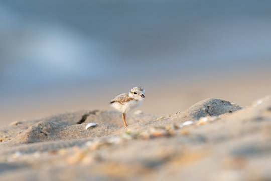 A lone hatchling Piping Plover on the beach.