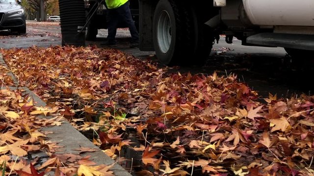 4K HD video of close up on street of workers vacuuming leaves off a street. The City of Alameda's urban forest is given a high priority, including clean up of leaves falling each year.