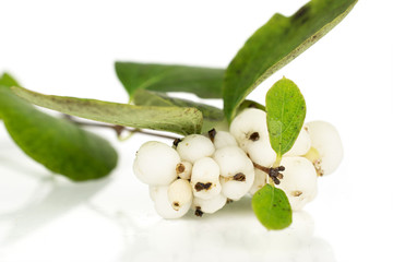 Lot of whole white snowberry cluster isolated on white background