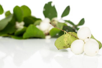 Lot of whole white snowberry front focus isolated on white background