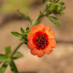 detailed macro of small red flower