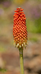 Red Hot Poker, Torch Lily or Tritoma (kniphofia uvaria) flower