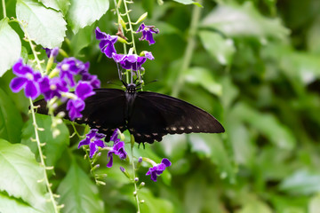 black butterfly in butterfly garden in new york