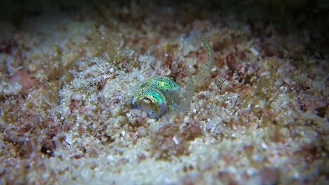 Close-up. Berry's bobtail squid slowly digs itself in the white sand. Night dive. Philippines. Malapascua.