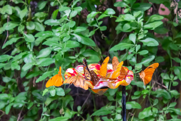 orange yellow butterflies eating in butterfly garden