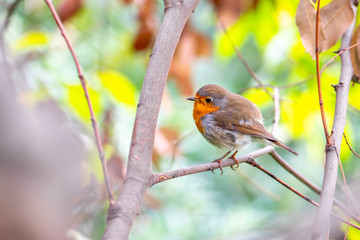European Robin bird sitting on twig