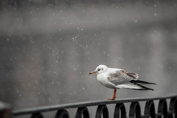 Gulls in the city. A bird sitting on the edge of the river. Snow, winter