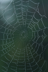 Photo of a spider's web covered in small drops of water