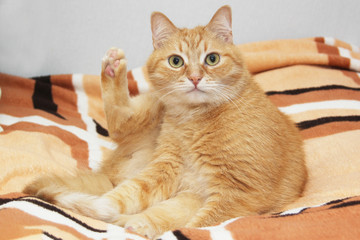 Funny red cat raised his paw in surprise lying on the couch. A beautiful portrait of an animal. Expressive eyes