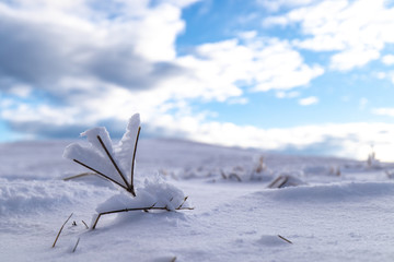 Neve