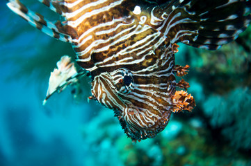 Portrait Rotfeuerfisch