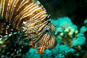 Portrait Rotfeuerfisch