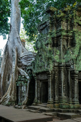 Fototapeta na wymiar Ta Prohm Temple Siem Reap Cambodia