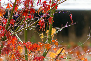 Regentropfen am Regentag regnen auf rot leuchtendes Laub eines kleinen Ahornbaums im Garten und...