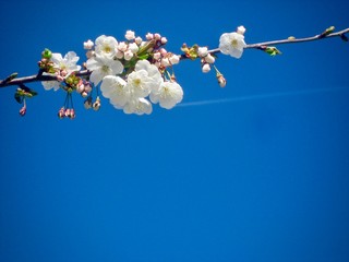 le printemps est là